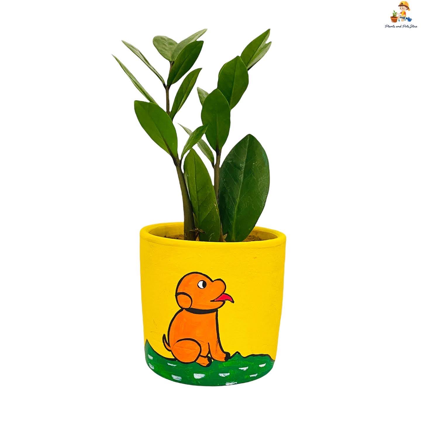 designer teracotta pot with zamia plant