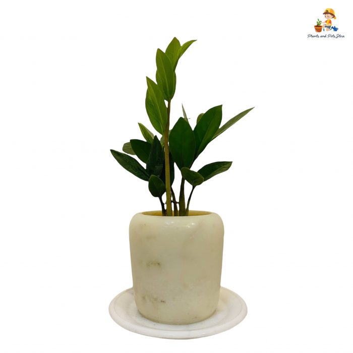 marble pot with marble tray with zamia indoor plant front view