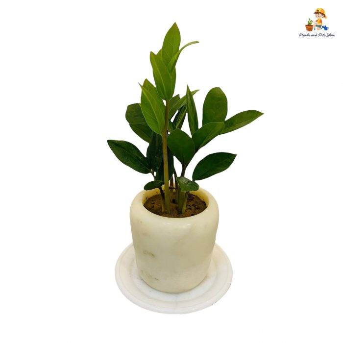 marble pot with marble tray with zamia indoor plant top view