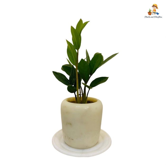 marble pot with tray with zamia indoor plant front view