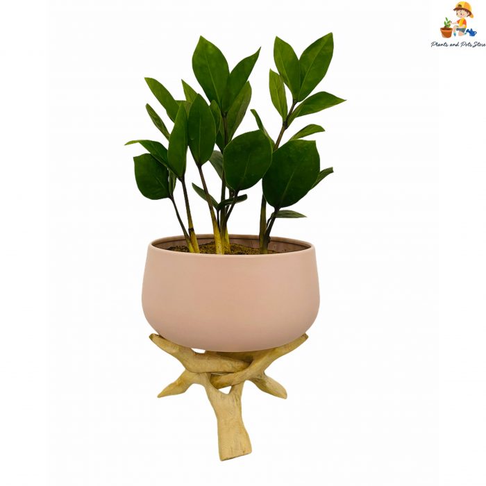 metal pot with wood stand with zamia indoor plant with pink color planter front up view