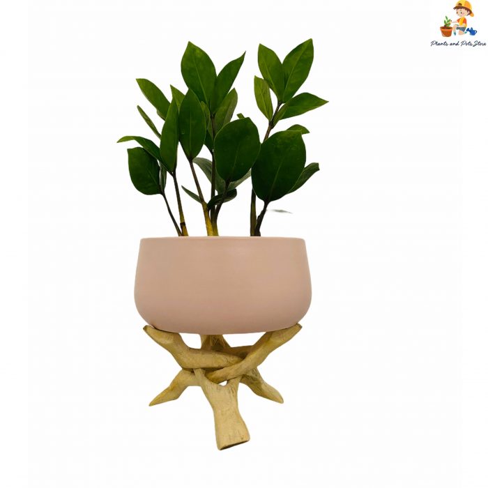 metal pot with wood stand with zamia indoor plant with pink color planter front view