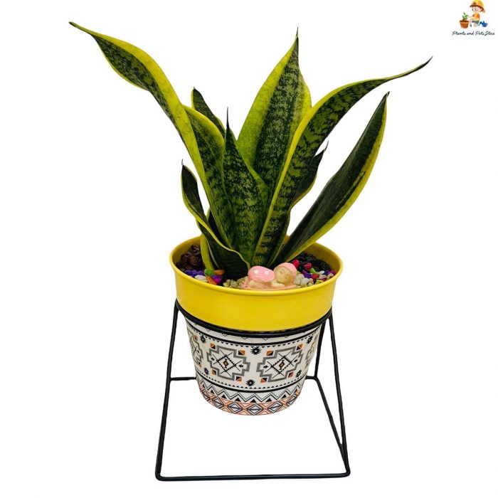 snake plant in metal pot