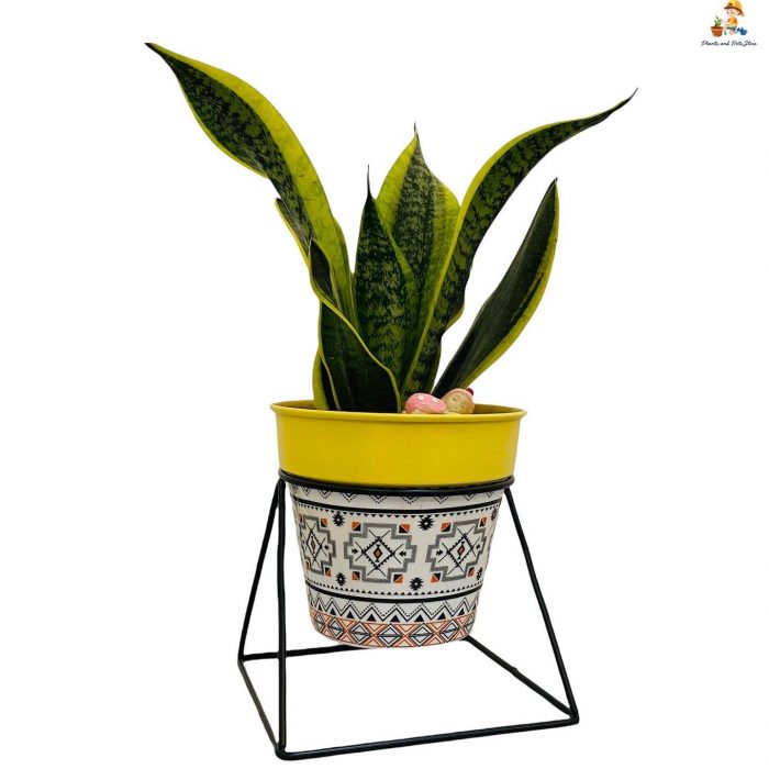 snake plant with designer metal pot