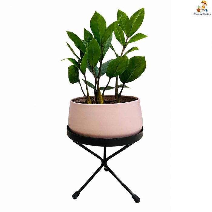 zamia plant in pink color metal pot with stand