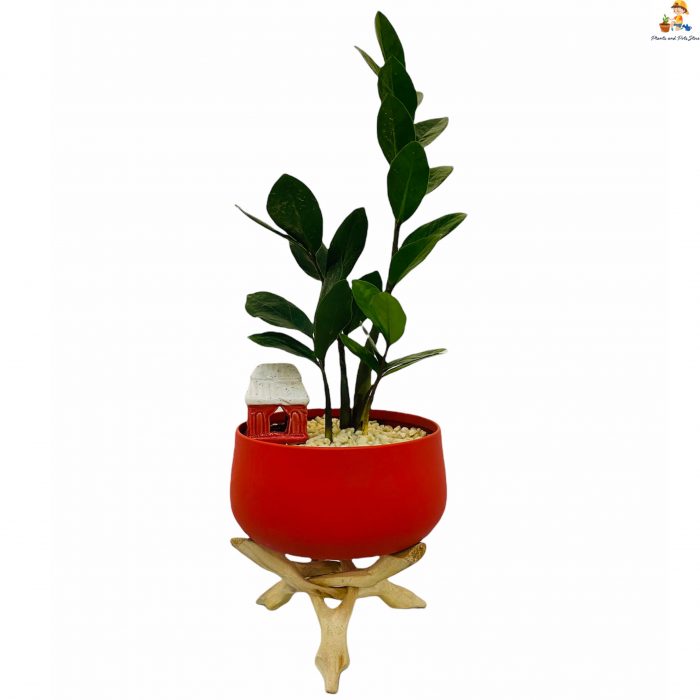 zamia plant in red metal pot with wood stand